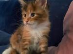 Buttercup - Maine Coon Cat For Sale - OH, US