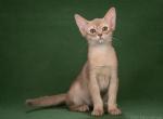 Janica - Abyssinian Cat For Sale - Norwalk, CT, US