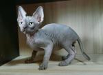 Justin - Sphynx Cat For Sale - Norwalk, CT, US