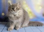 Intriga - British Shorthair Cat For Sale - Norwalk, CT, US