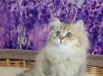 Diana British - British Shorthair Cat For Sale - Norwalk, CT, US