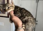 Oliver - Savannah Cat For Sale - Fontana, CA, US