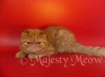 Isya - Exotic Cat For Sale - Yucca Valley, CA, US