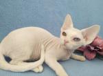 Rafaella - Devon Rex Cat For Sale - Miami, FL, US