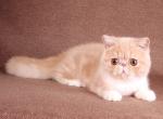 Baron - Exotic Cat For Sale - Hollywood, FL, US