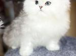 Sasha - Persian Cat For Sale - Nashville, TN, US