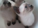 Seal point Siamese - Siamese Cat For Sale - Dunn, NC, US