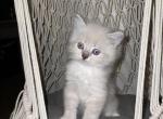 Snowy - Ragdoll Cat For Sale - Tallahassee, FL, US