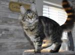 Charlotte - Maine Coon Cat For Sale - Manchester, NH, US