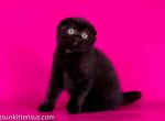 Pure black baby boy scottish fold - Scottish Fold Kitten For Sale - CA, US