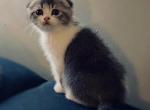 Blue - Scottish Fold Cat For Sale - New Braunfels, TX, US