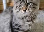 Siberian boyTemosha - Siberian Cat For Sale - New York, NY, US