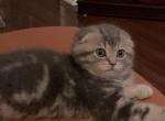 Jack - Scottish Fold Cat For Sale - Philadelphia, PA, US