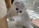 Tuna - Scottish Fold Cat For Sale - Houston, TX, US