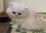 Boy chinchilla - Persian Cat For Sale - Williamsburg, VA, US