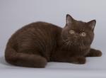 Jenk - British Shorthair Cat For Sale - Hollywood, FL, US