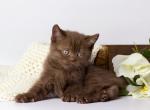 Yankel - British Shorthair Cat For Sale - Hollywood, FL, US