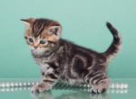 Winny British - British Shorthair Cat For Sale - Hollywood, FL, US