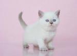 Fiesta - British Shorthair Cat For Sale - Hollywood, FL, US