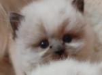 Playful CFA Registered Blue Point Himalayan - Himalayan Cat For Sale - Perry, FL, US