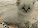 Cuddly CFA Registered Blue Point Himalayan - Himalayan Cat For Sale - Perry, FL, US