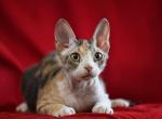 Ivanka - Sphynx Cat For Sale - Pembroke Pines, FL, US