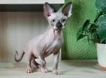 Jewelyn - Sphynx Cat For Sale - Norwalk, CT, US