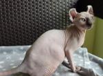 Emi Elf - Sphynx Cat For Sale - Norwalk, CT, US