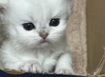 Scottish Fold Silver Shaded Long Hair Boy Chandler - Scottish Fold Cat For Sale - Odessa, FL, US