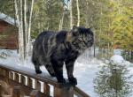 Timber Litter - American Bobtail Cat For Sale - Longmont, CO, US