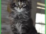 Rev 3 - Maine Coon Cat For Sale - Manchester, NH, US