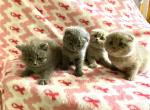 British short & Scottish Fold - Scottish Fold Cat For Sale - Philadelphia, PA, US