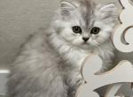 IVY - British Shorthair Cat For Sale - Sunnyvale, CA, US