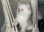 Henry - Himalayan Cat For Sale - Tallahassee, FL, US