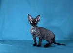 Gucci - Devon Rex Cat For Sale - Norwalk, CT, US