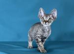 Gretta - Devon Rex Cat For Sale - Norwalk, CT, US