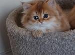 Lilu - Scottish Fold Cat For Sale - New York, NY, US