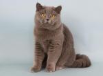 Kolia - Scottish Straight Cat For Sale - Nicholasville, KY, US