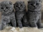 Reservation - Scottish Fold Cat For Sale - Huntington, NY, US