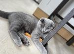 Din - Scottish Fold Cat For Sale - Philadelphia, PA, US