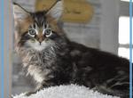 Rev 4 - Maine Coon Cat For Sale - Manchester, NH, US