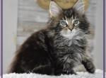 Rev 6 - Maine Coon Cat For Adoption - Nashua, NH, US