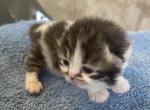 Munchkin Litter of Four - Munchkin Cat For Sale - Brookings, OR, US