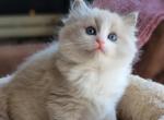 Blue bicolor - Ragdoll Cat For Sale - Farmville, VA, US