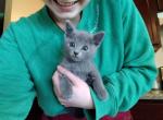 Fern and Jasper Litter - Russian Blue Cat For Sale - Hallsville, MO, US