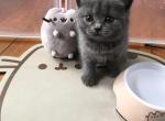 Pusheen - British Shorthair Cat For Sale - Brookline, MA, US