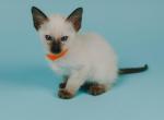 Ariana's kittens - Balinese Cat For Sale - Jordanville, NY, US