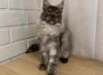 Smokey - Maine Coon Cat For Sale - NY, US