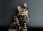 Alex - Maine Coon Cat For Sale - NY, US