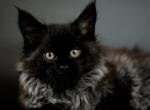 Infinity - Maine Coon Cat For Sale - NY, US